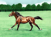 Standardbred, Equine Art - Not Supposed to be Cantering